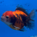 Thai Oranda Calico Yuanbao by SHOGUN 2” Body Female(CK-1593)R3B08