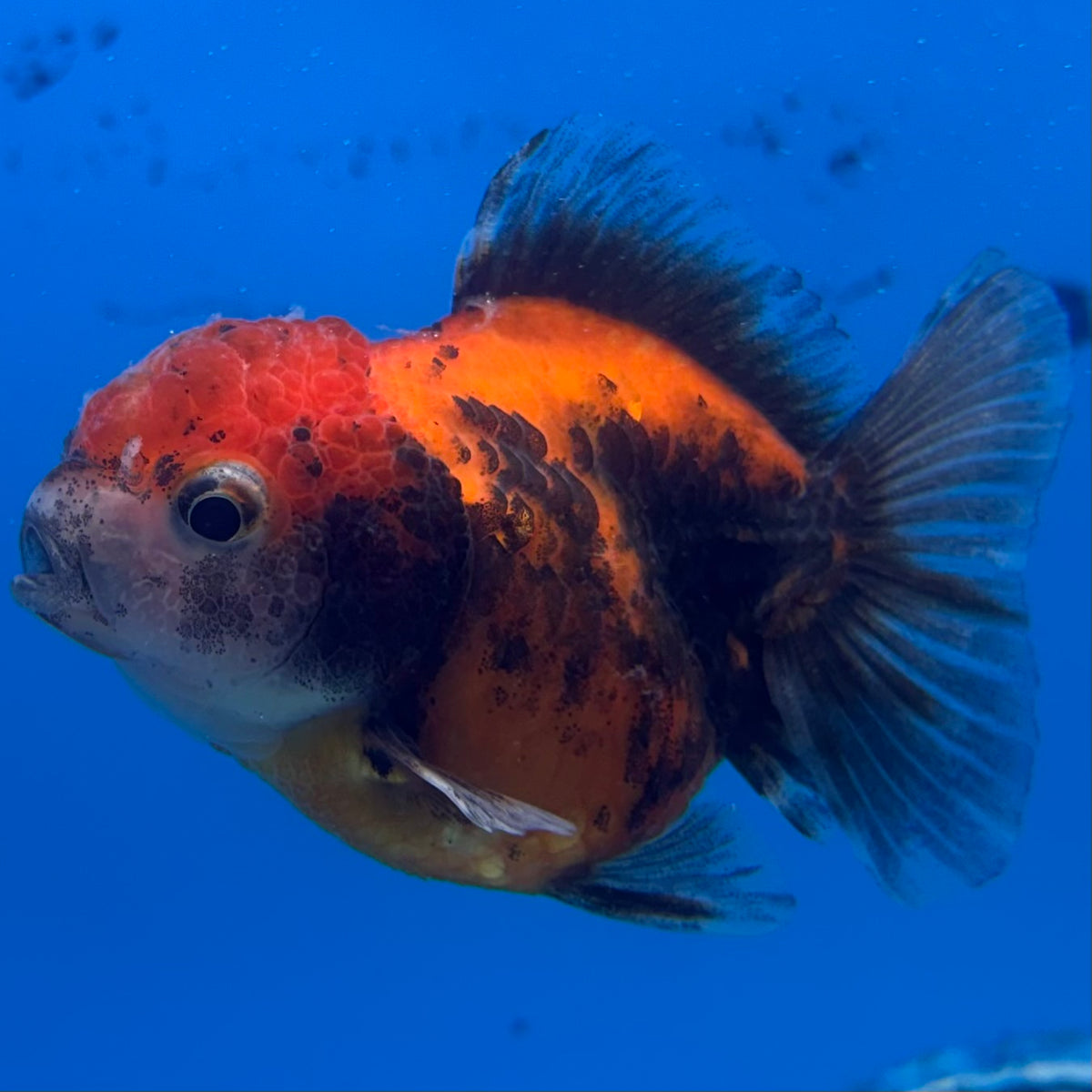 Thai Oranda Calico Yuanbao by SHOGUN 2” Body Female(CK-1593)R3B08