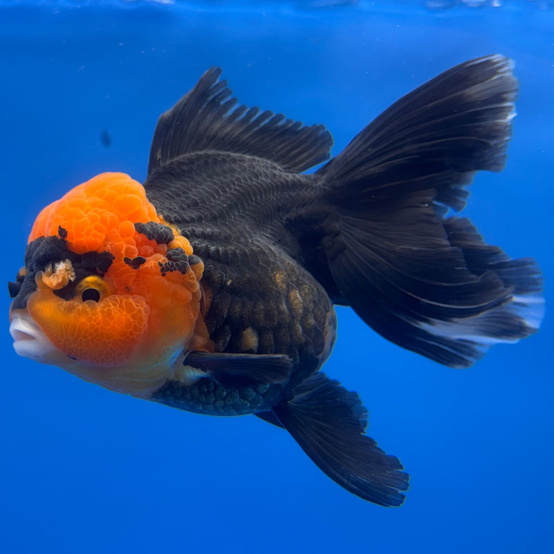Thai Oranda Apache 3” Body Female(CK-1230)R1B08