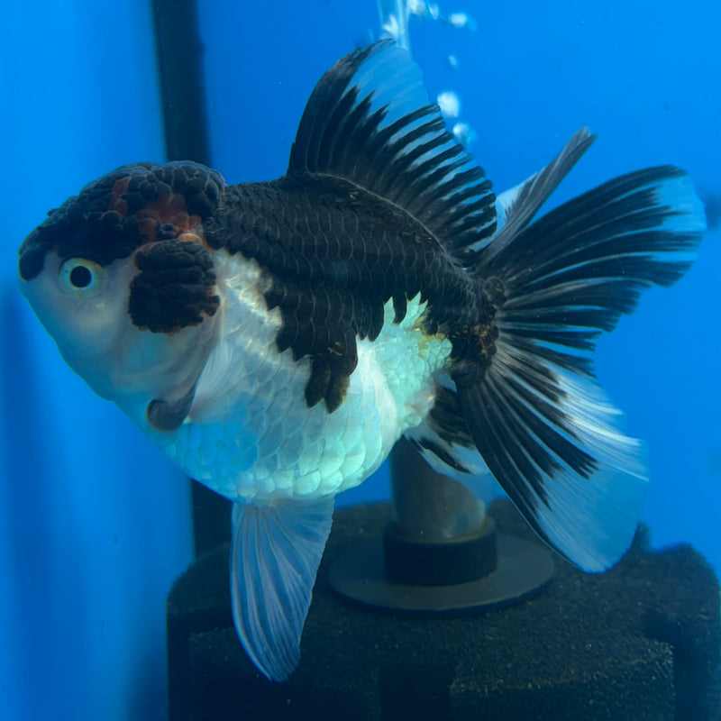 Thai Oranda Panda 3.5” Body Female(CK-911)R1BLUETUB4