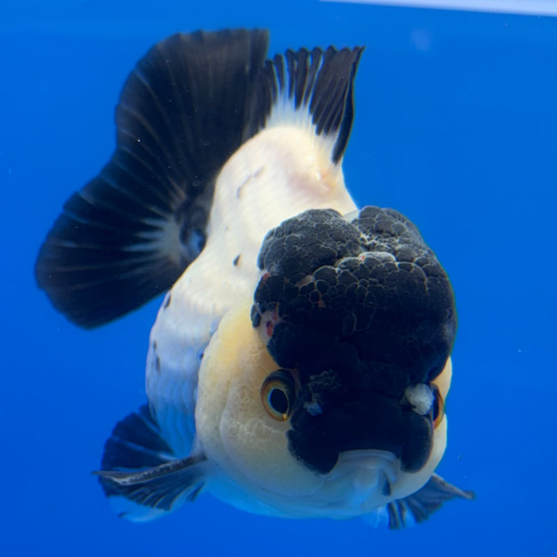 Thai Premium Oranda Yuanbao Panda 4” Body Male(CK-767)R1BlueTub4