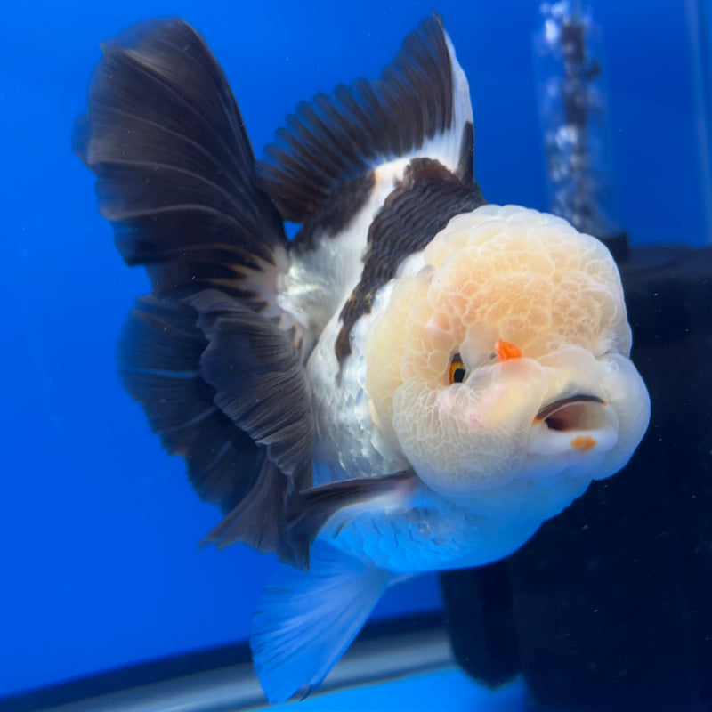 Thai Oranda AA JUMBO Panda 4” Body Female(AA-CK-1351)R1BLUETUB3