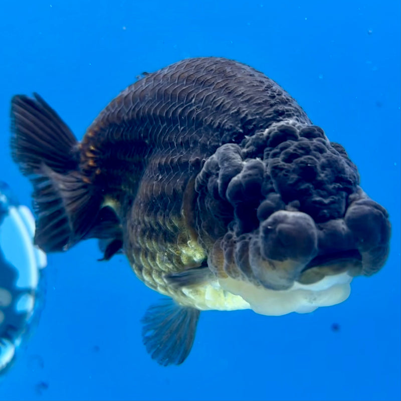 Thai Ranchu SPECIAL COLOR Apache 3.5” Body Male(CK-1112)R1A04