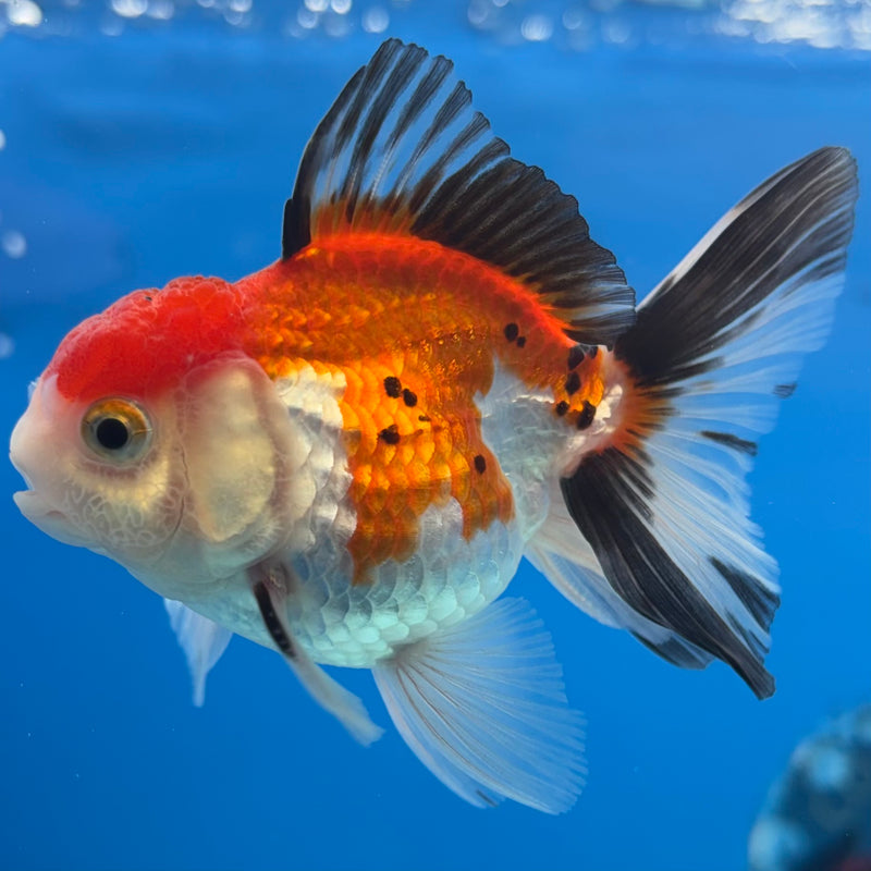 Thai Oranda NOK Apache/Tri-Color 2.5” Body Male(NOK-CK-1178)R3B16