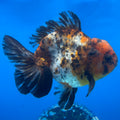 Thai Oranda Calico Yuanbao by SHOGUN 3” Body Male(CK-1594)R3B08