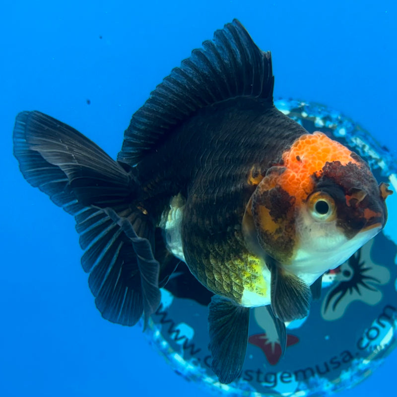 Thai Oranda NOK Apache/Tri-Color 2.5” Body Male(NOK-CK-1176)R3B18