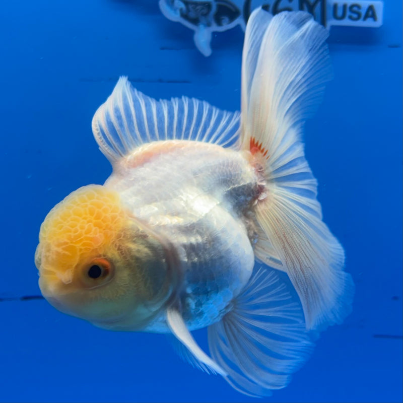 Thai Oranda Lemon Head White Polka Dot 3” Body Male(CK-987)R3B07
