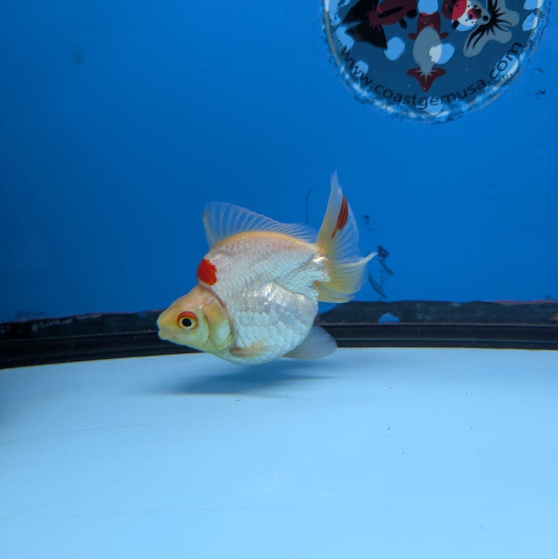 (KP-235) Red & White Thai Ryukin 2.5'' Female Show Quality R3B09