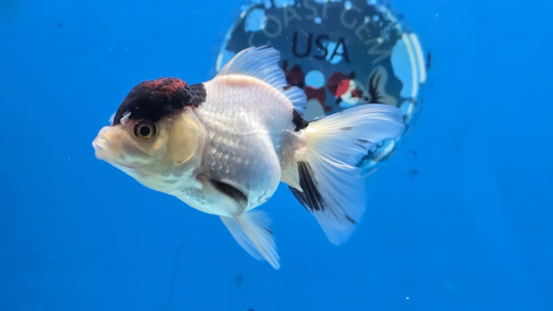 Thai Tri Color Orchid Tail Medium Breed Female 2.50 inch Body (NNN-3005)R3B18