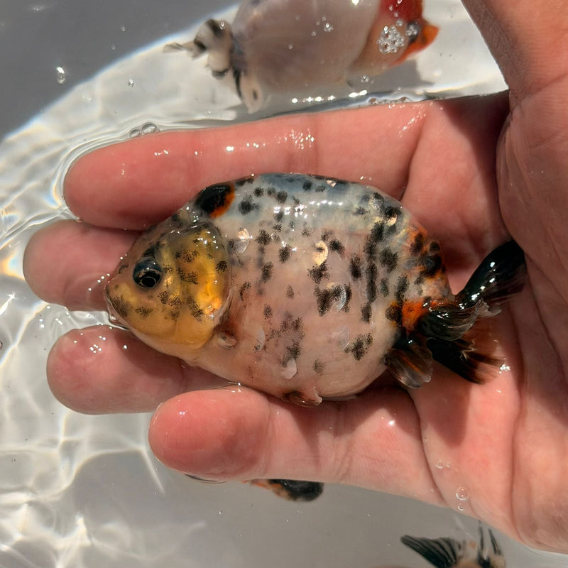 AA Calico Dragon Head Thai Ranchu 2.5'' OUR CHOICE (CGF-086)