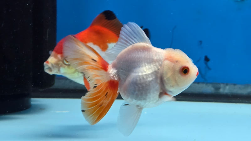 Thai Lemon Head Orchid Tail Medium Breed Female 2.50 inch Body (NNN-3002)R3B15