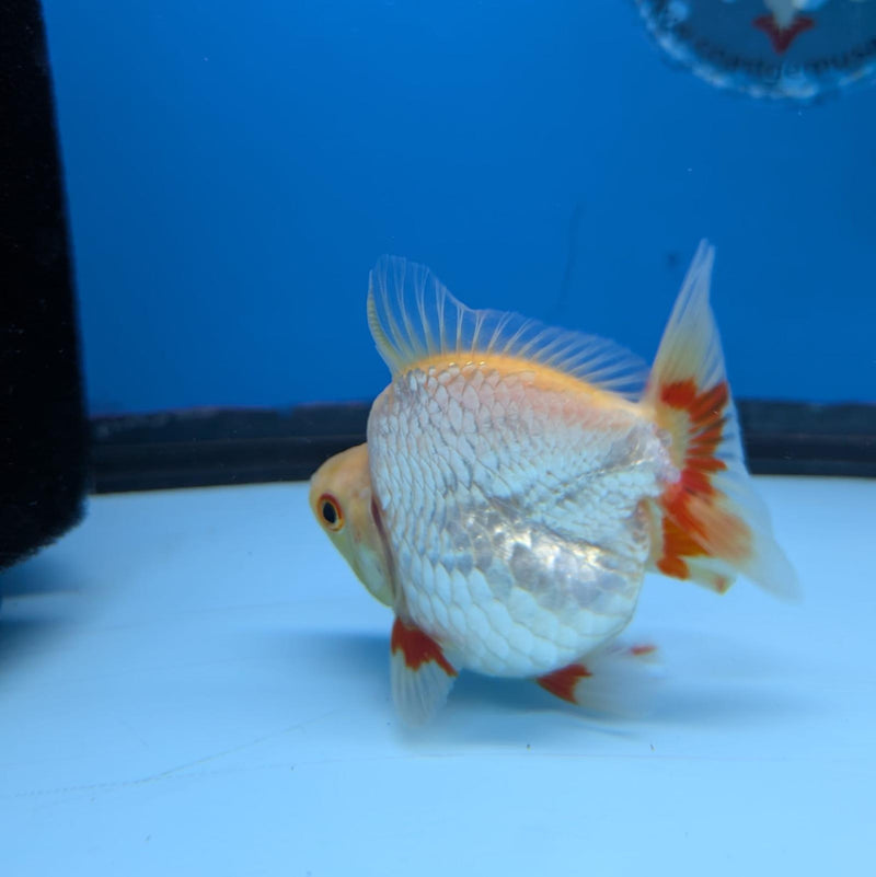 (KP-234) Red & White Thai Ryukin 2.5''  Female Show Quality R3B09