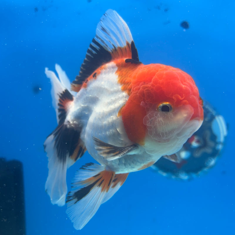 Thai Oranda JUMBO Tri-Color/Apache 4” Body Male(CK-1366)R1B12