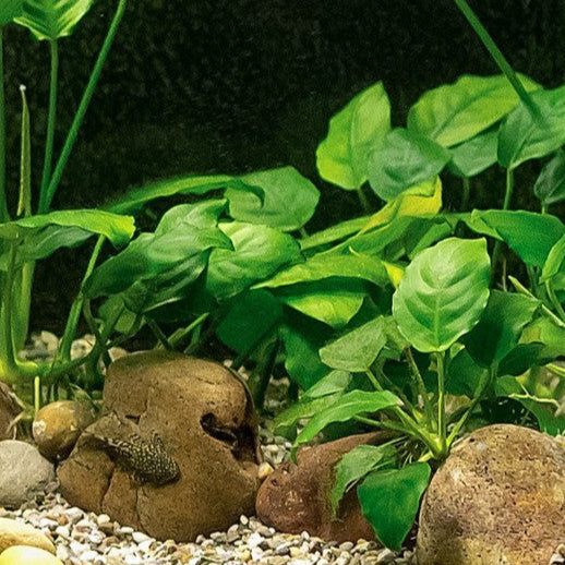 ANUBIAS BARTERI VAR NANA POT