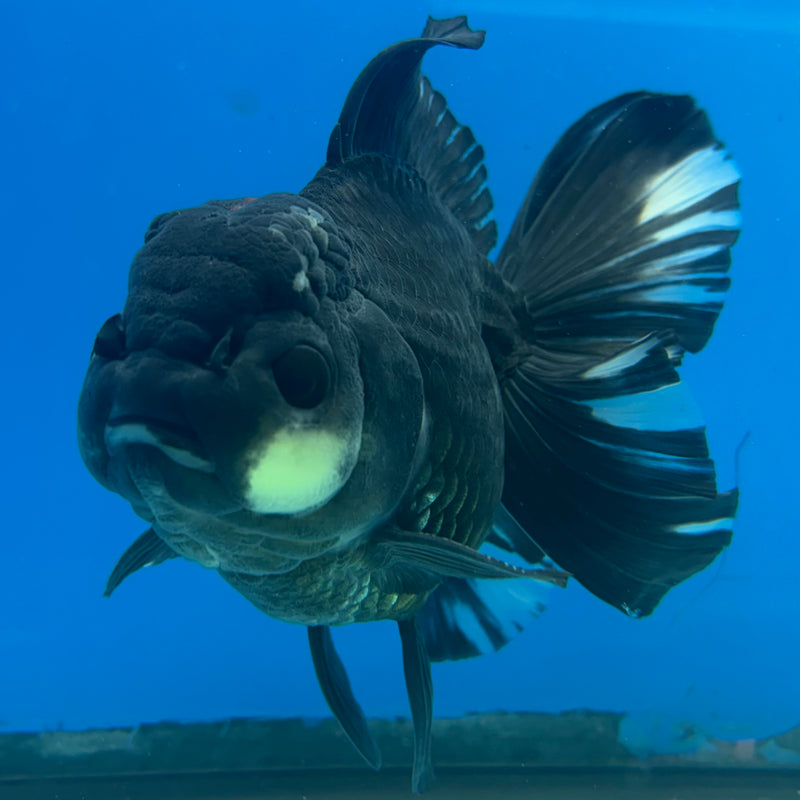 Thai Oranda Panda 4” Body Male(CK-1490)R2B19