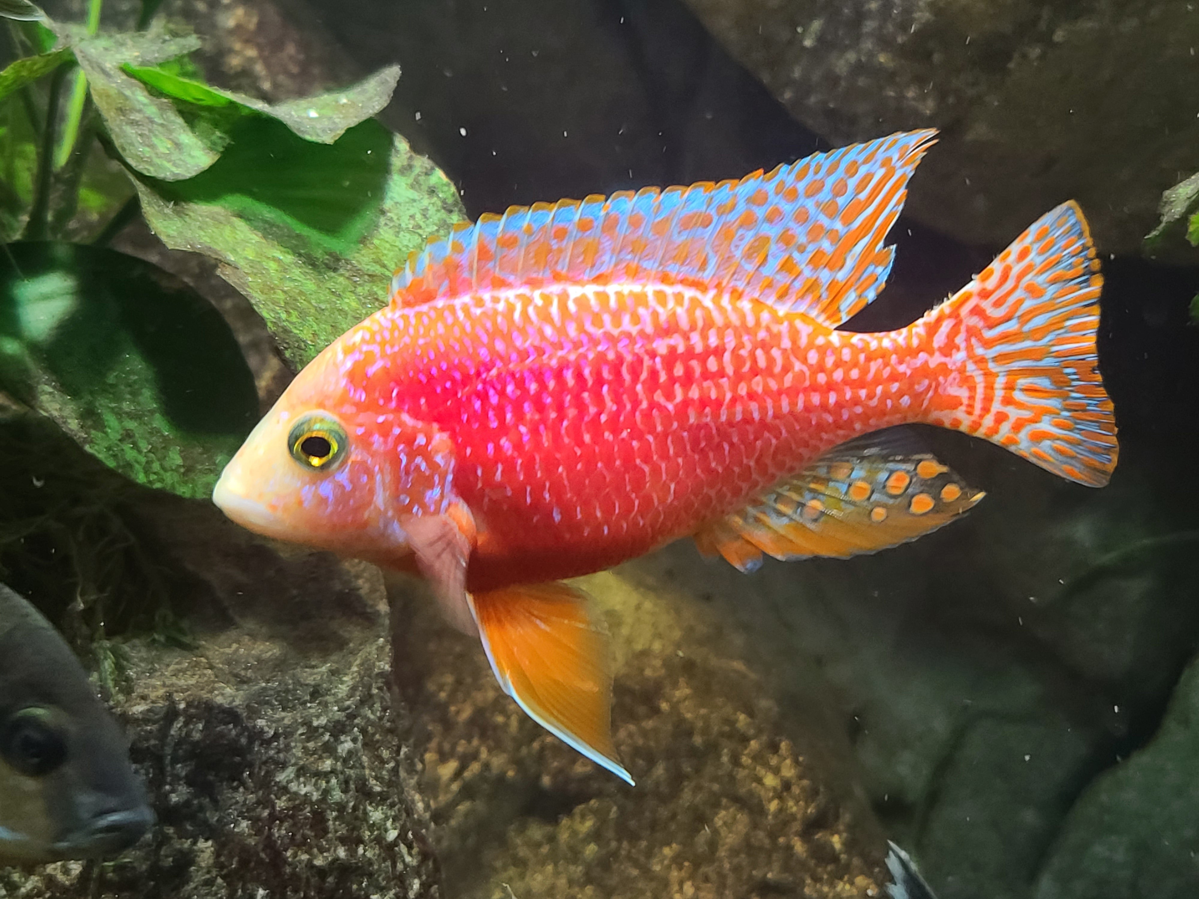 Aulonocara pink 14-15㎝　オス　アフリカンシクリッド 熱帯魚 Albino Pink Peacock Cichlid (Aulonocara Sp. Albino) | CoastGemUSA