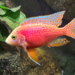 Live Freshwater Aquarium Pink Peacock African Cichlid  (Aulonocara Sp.)(CHD-133)