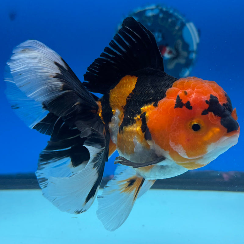Thai Oranda Apache 3.5” Body Male(CK-1505)R2A03