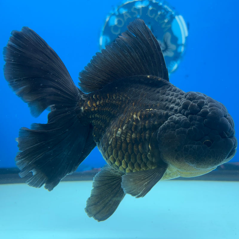 Thai Oranda JUMBO Full Black 4” Body Female(CK-1399)SHOWTANK2