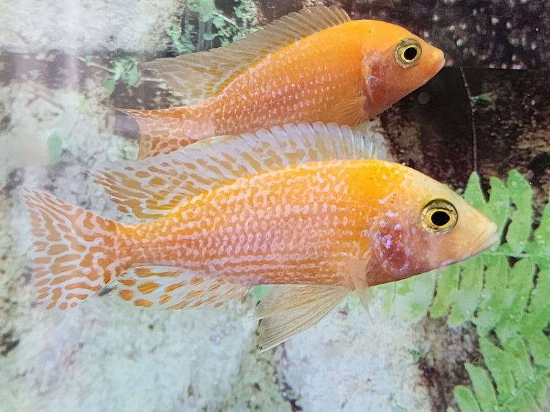 (CHD-030) Tangerine Peacock Cichlid 4.00 inch + Male