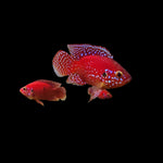 Live Freshwater Aquarium Red Balloon Jewel Cichlid(CHD-170)
