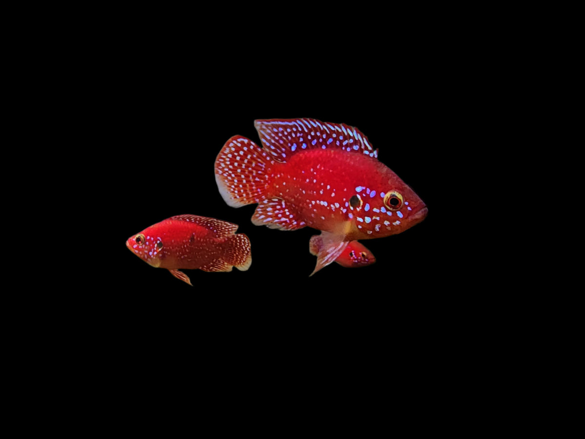 Live Freshwater Aquarium Red Balloon Jewel Cichlid(CHD-170)