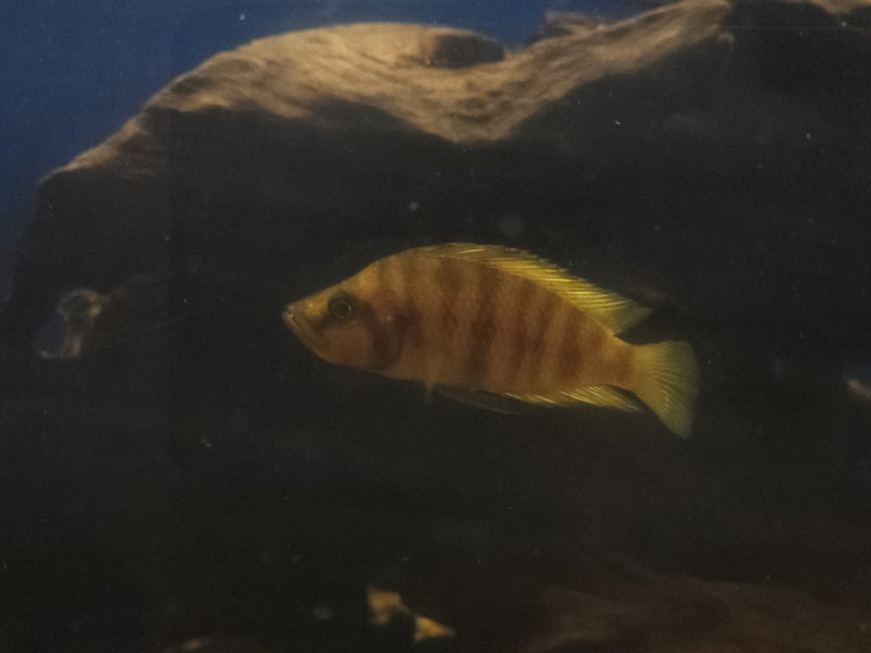 Altolamprologus compressiceps Chaitika Orange 2.00" (CHD-158)