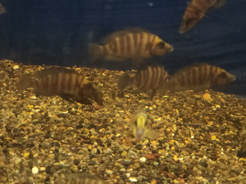 Altolamprologus compressiceps Kasanga "Goldhead" 2.00" (CHD-160)