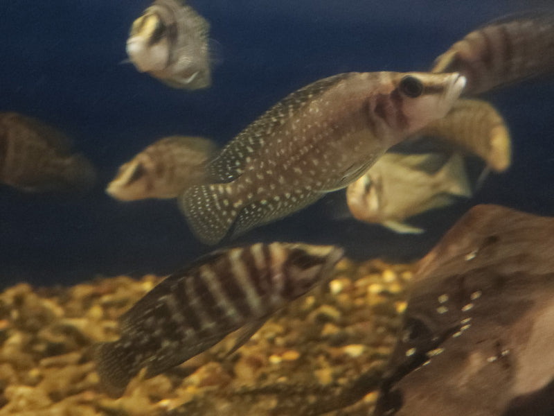 Altolamprologus Calvus Chaitika White 2.00" (CHD-161)