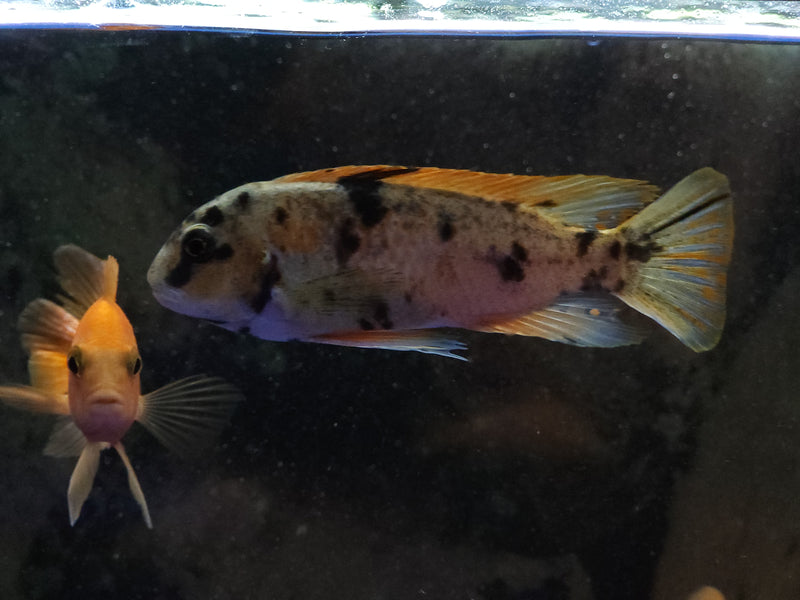 OB ZEBRA MBUNA CICHLID (LABEOTROPHEUS FUELLEBORNI OB)(CHD-155)