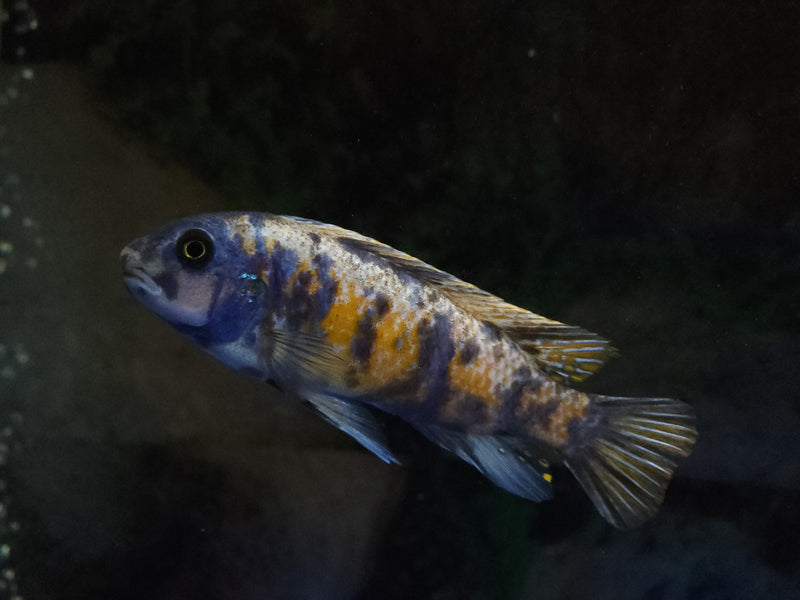 OB ZEBRA MBUNA CICHLID (LABEOTROPHEUS FUELLEBORNI OB)(CHD-155)