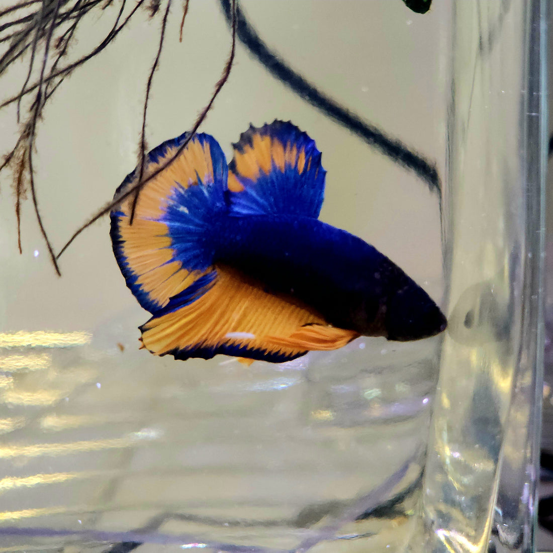 Live Freshwater Betta Male Plakat Premium Quality Multi Color Mustard Mustard Our Choice (CBM-1037)