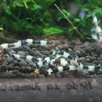 Live Tropical Bottom Feeder Panda Loach (Yaoshania pachychilus) SMALL
