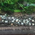 Live Tropical Bottom Feeder Panda Loach (Yaoshania pachychilus) SMALL