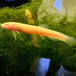 Albino Golden Dojo Loach 6 inch (Misgurnus anguillicaudatus)
