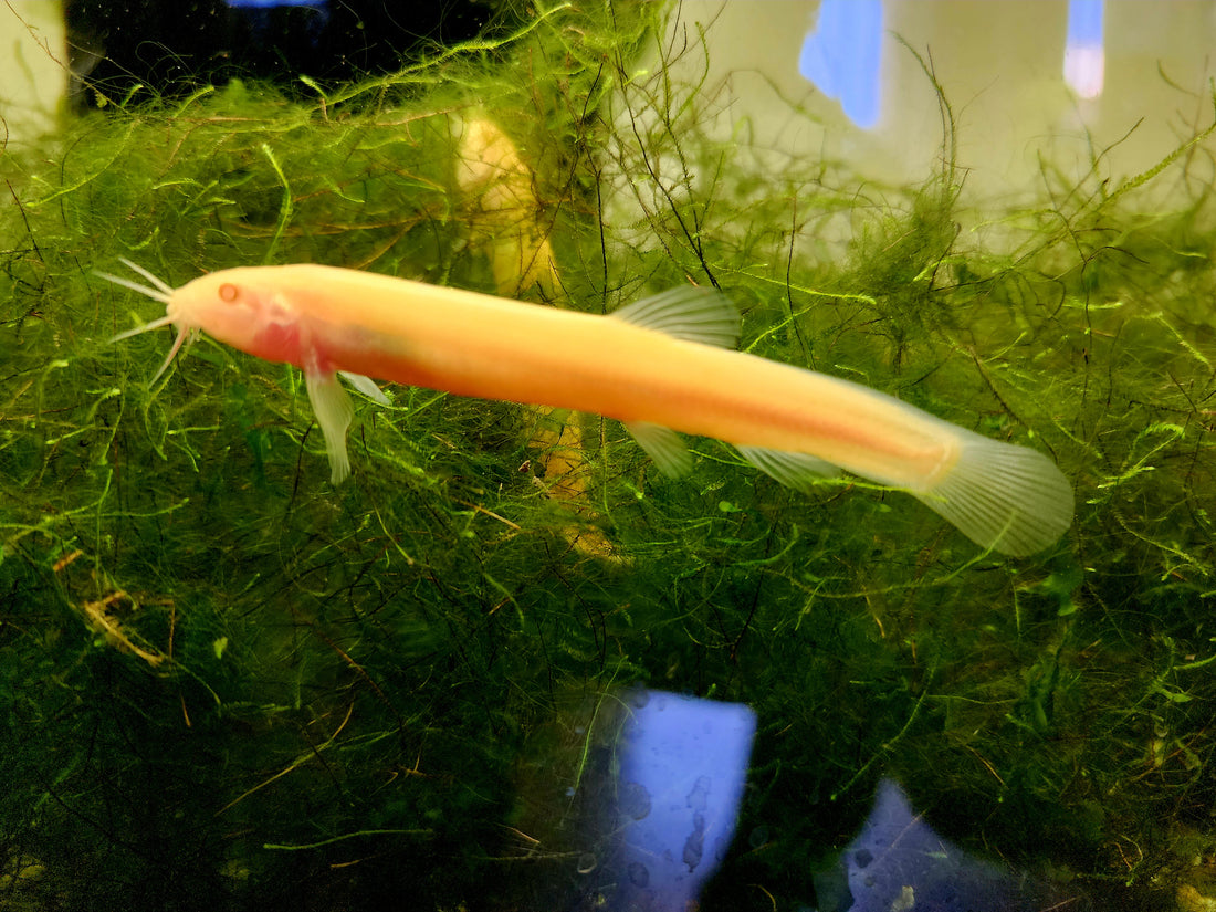 Albino Golden Dojo Loach 6 inch (Misgurnus anguillicaudatus)
