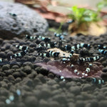 Live Freshwater Aquarium Shrimp Shadow Panda (Caridina)