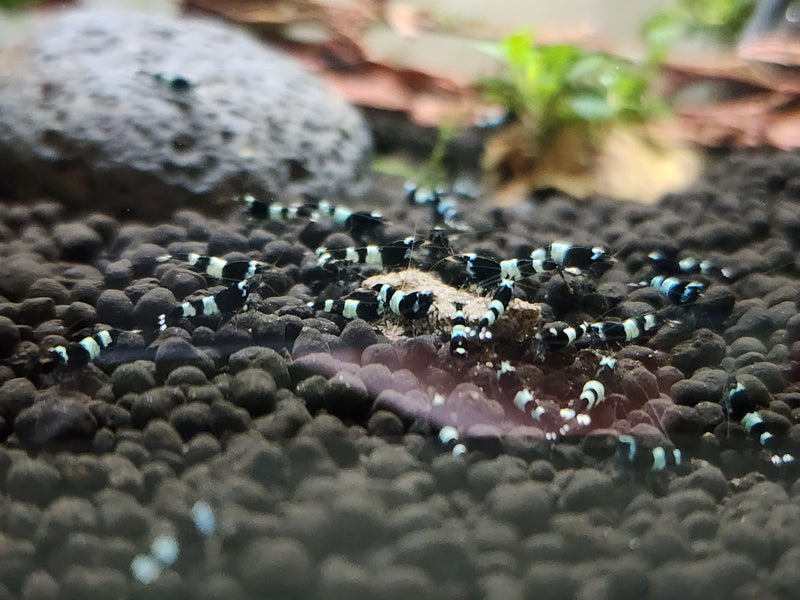 Live Freshwater Aquarium Shrimp Shadow Panda (Caridina)