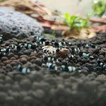 Live Freshwater Aquarium Shrimp Shadow Panda (Caridina)