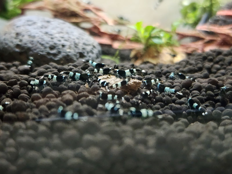 Live Freshwater Aquarium Shrimp Shadow Panda (Caridina)