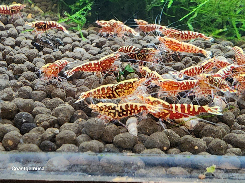 Live Freshwater Aquarium Shrimp Red Galaxy Pinto (Caridina)