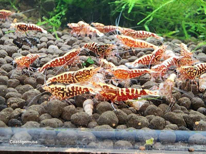 Live Freshwater Aquarium Shrimp Red Galaxy Pinto (Caridina)