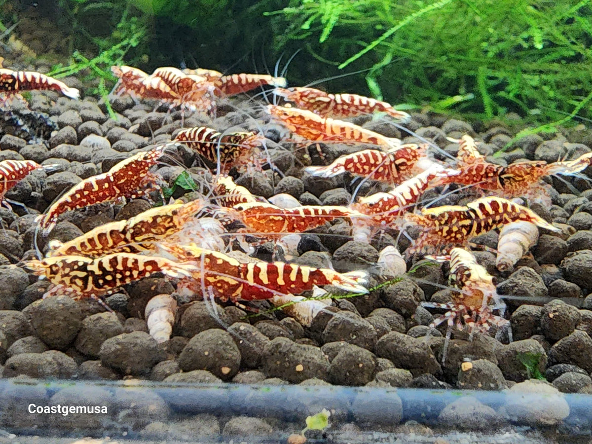 Live Freshwater Aquarium Shrimp Red Galaxy Pinto (Caridina)
