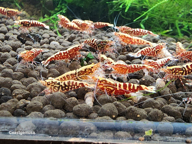 Live Freshwater Aquarium Shrimp Red Galaxy Pinto (Caridina)