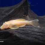 (TROP-335)Albino Bristlenose Pleco (Ancistrus sp.) 1.5-2 inch