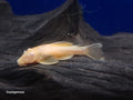 (TROP-335)Albino Bristlenose Pleco (Ancistrus sp.) 1.5-2 inch
