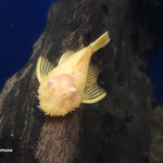 (TROP-335)Albino Bristlenose Pleco (Ancistrus sp.) 1.5-2 inch