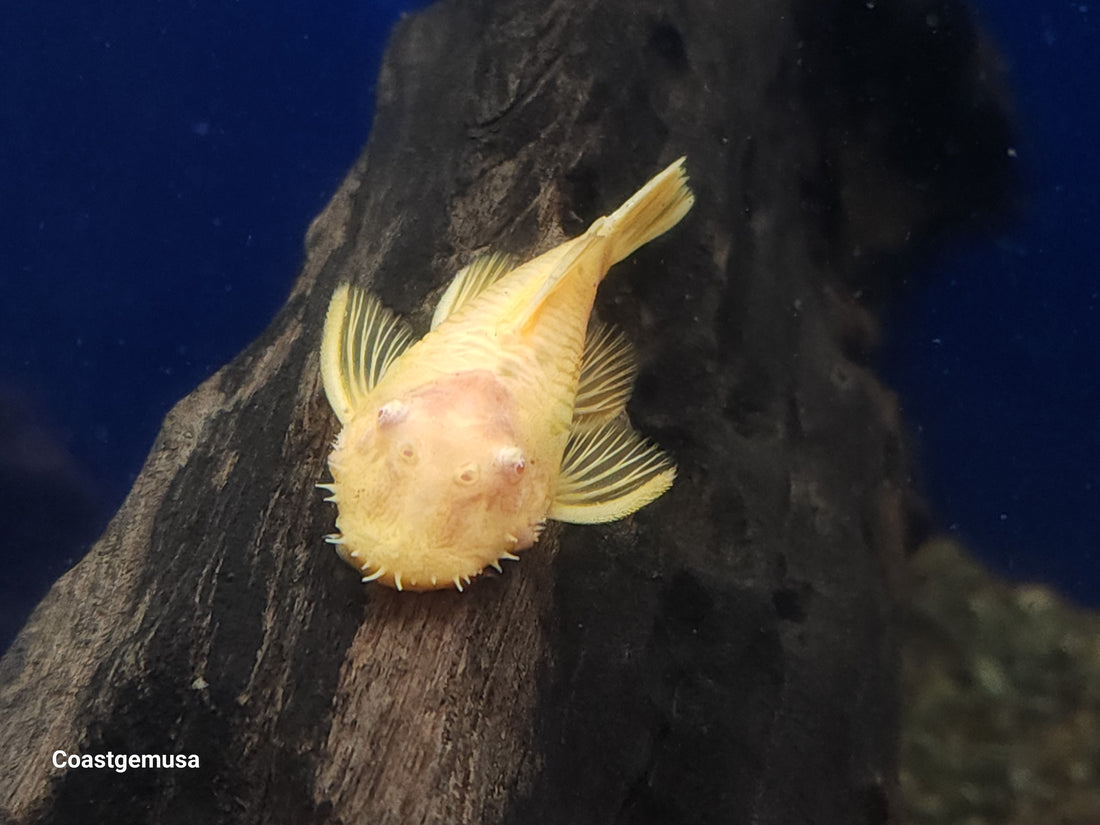 (TROP-335)Albino Bristlenose Pleco (Ancistrus sp.) 1.5-2 inch