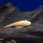 (TROP-335)Albino Bristlenose Pleco (Ancistrus sp.) 1.5-2 inch