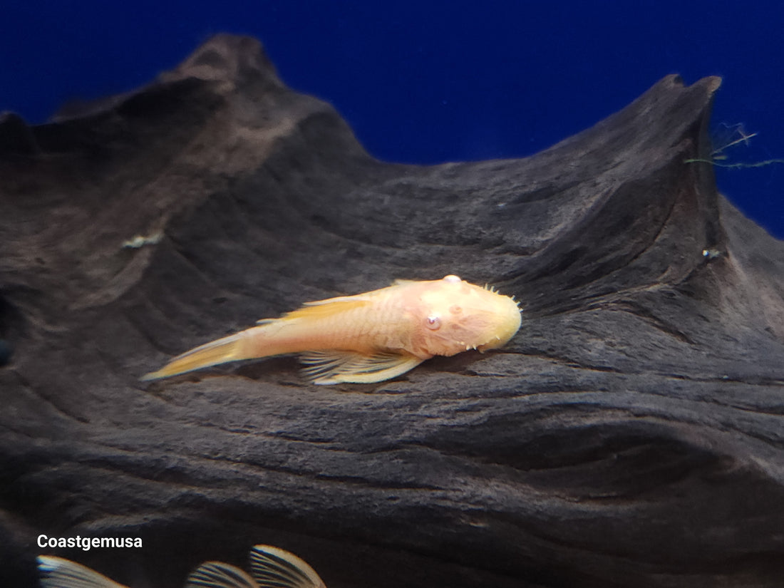 (TROP-335)Albino Bristlenose Pleco (Ancistrus sp.) 1.5-2 inch